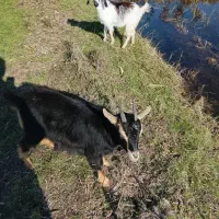 دو تا بز ماده