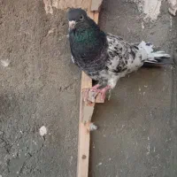 یک کله سبز نر قلدر|پرنده|مشهد, قائم|دیوار