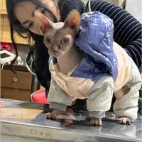 اسفینکس|گربه|رشت, کوی مهر|دیوار