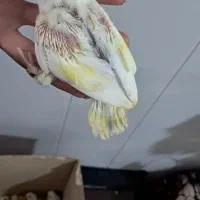 طوطی برزیلی سرلاکی دستی|پرنده|کلاچای, |دیوار