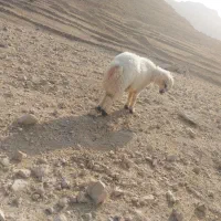 میش