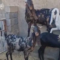 بز کامور پتیری و سانن|حیوانات مزرعه|بردسکن, |دیوار