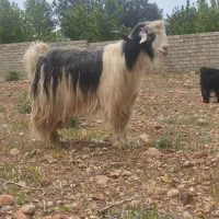 ۴۰راس بز جوان شهر کردی کهره دار و آبستن