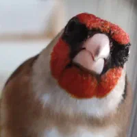 سهر قناری سبک برتر