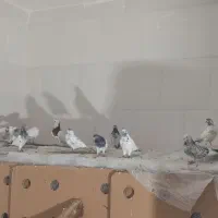 کبوتر کله دم سبز|پرنده|دهق, |دیوار