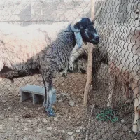 بره قوچ چینی دو رگ بهترین رنگ ونژاد