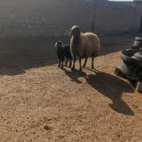 یع میش جوان