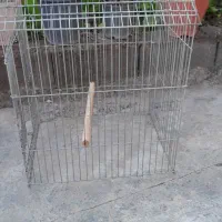 چند عدد قفس پرنده فروشی|لوازم جانبی حیوانات|ساری, |دیوار