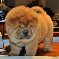 چاوچاو پرتقالی و سفید درجه یک|سگ|فیروزکوه, |دیوار