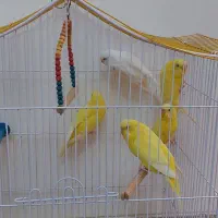 مرغ عشق با قفس و وسایل اضاف