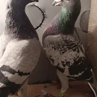 کفتر آلمانی پلاکی