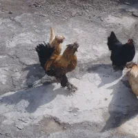 مرغ تخم گزار|حیوانات مزرعه|خوانسار, |دیوار