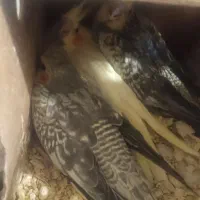 جوجه عروس هلندی