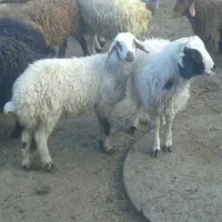 مرکز فروش گوسفند زنده بره نذری عقیقه ،ملک شهر