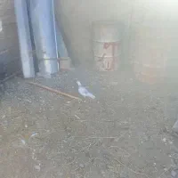 کفتر|پرنده|نیشابور, مازول|دیوار