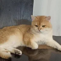 بریتیش چینچیلا گلد