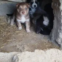 توله سگ|سگ|ماهیدشت, |دیوار