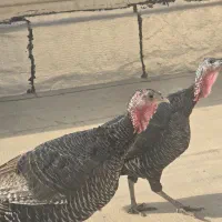 بوقلمون ماده