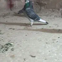 ابلغ‌عطیقه‌وجفت‌سوسکی‌سبز