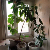 گل آپارتمانی