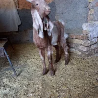 بزغاله داشتی|حیوانات مزرعه|قلعه شاهین, |دیوار