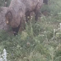 گوسفند وبز|حیوانات مزرعه|اردبیل, |دیوار