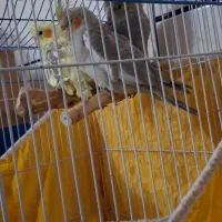 عروس هلندی|پرنده|خمینی‌شهر, |دیوار