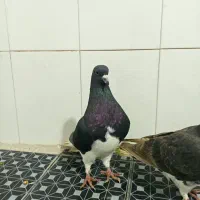 فروش دسته ی رنگی|پرنده|فراشبند, |دیوار