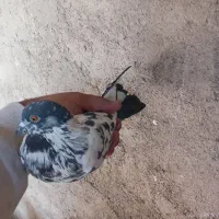 کفترپرشی|پرنده|خاوران, |دیوار