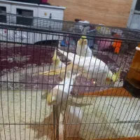 پرنده جوجه عروس هلندی 8 ماهه