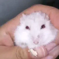 همستر مینیاتوری کمپل سفید