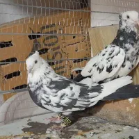 چند جفت کفتر جفتگاه