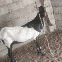 گوسفند بز