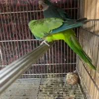 جفت راهب بالغ وکارداده