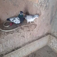 کفتر|پرنده|تربت‌حیدریه, بهشت عسکری|دیوار