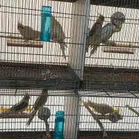 عروس هلندی|پرنده|علیآباد کتول, |دیوار