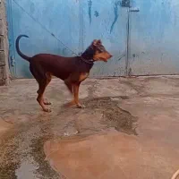 سگ دوبر من جوانه سر حال|سگ|کرمانشاه, |دیوار