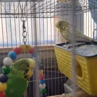 مرغ عشق مولد|پرنده|پردیس, فاز ۴|دیوار