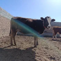 گاو شکم اول آبستن سنگین