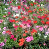 خدمات باغبانی و گل کاری وغیره