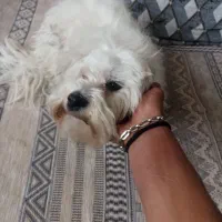 سگ خانگی شیتزو