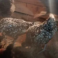 مرغ و خروس سبرایت