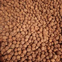 گردو تازه خشک روغنی