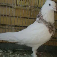 طوقی نر هفت رنگ|پرنده|کاشان, معلم|دیوار