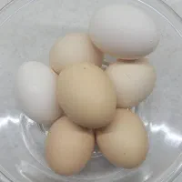 تخم مرغ نطفه دار