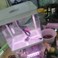 ماهی|ماهی|بیجار, |دیوار