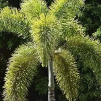 تکنسین فنی مسلط به امور گلخانه