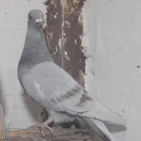 کفتر رنگی|پرنده|قم, جمکران|دیوار