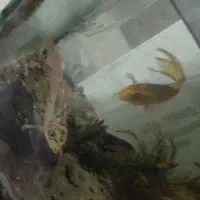 ماهی کوی تخفیف همم می دم به علت جابجایی