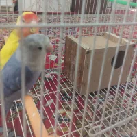 جفت کوتوله جوان مولد|پرنده|مشهد, سجادیه|دیوار